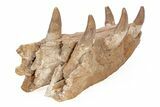 Fossil Primitive Whale (Basilosaur) Upper Jaw Section - Morocco #217826-3